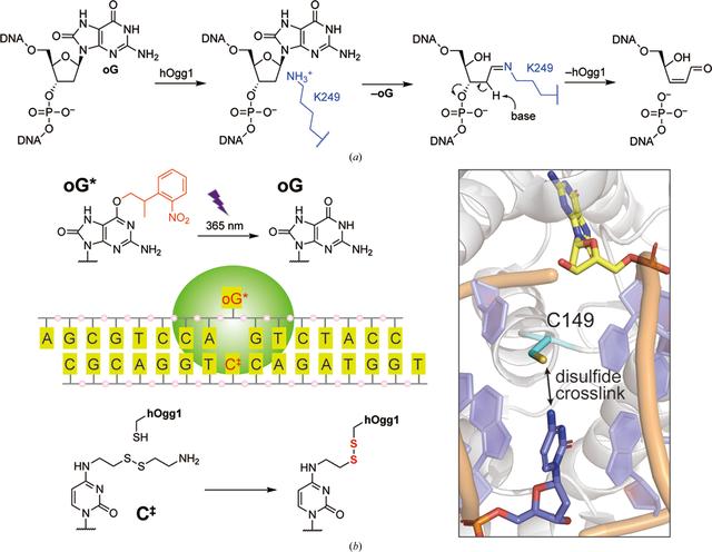 Revisiting the co-crystal structure of a DNA glycosylase with photocaged substrate: a suitable time-resolved crystallography target?