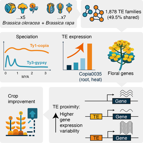 Transposable elements drive evolution and perturb gene expression in Brassica rapa and B. oleracea