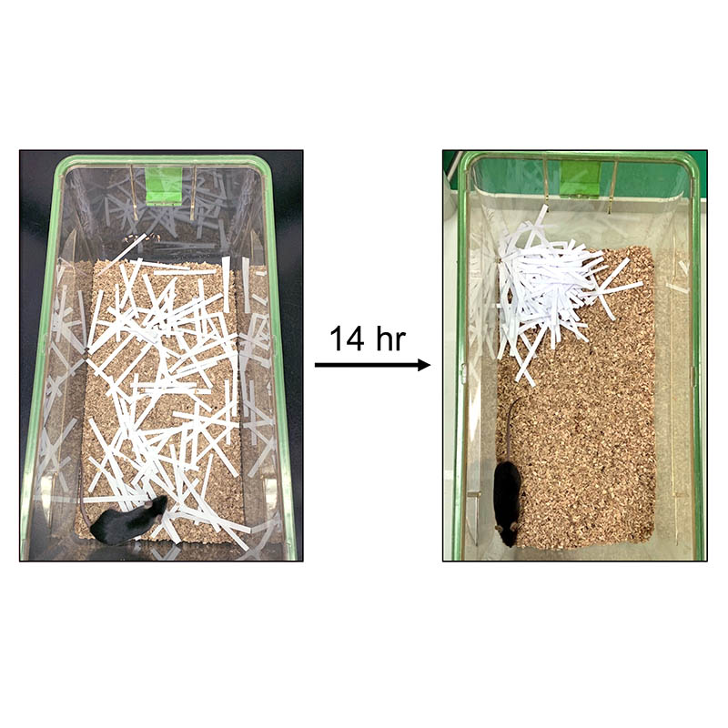 Activation of GABA transmission by clonazepam reverses the autistic-like phenotypes of the Cav3.2 knockout mice