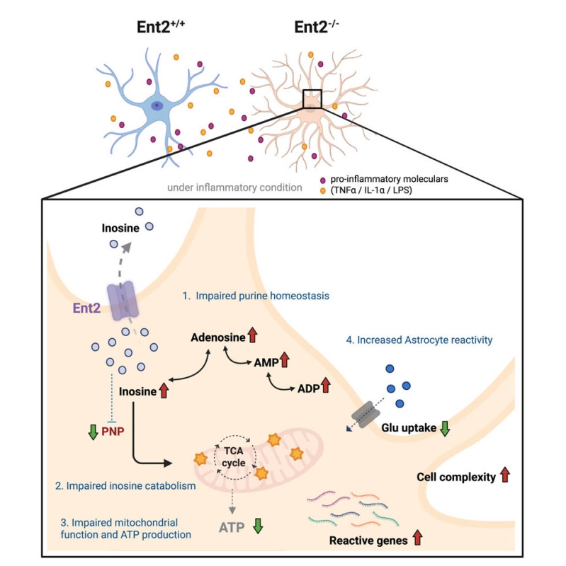 Equilibrative nucleoside transporter 2 modulates inosine catabolism to influence astrocyte metabolism and reactivity