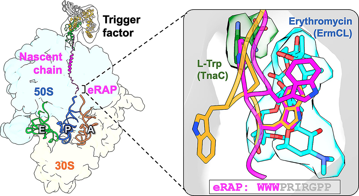 Structural basis of enhanced stalling efficiency of an engineered ribosome arrest peptide