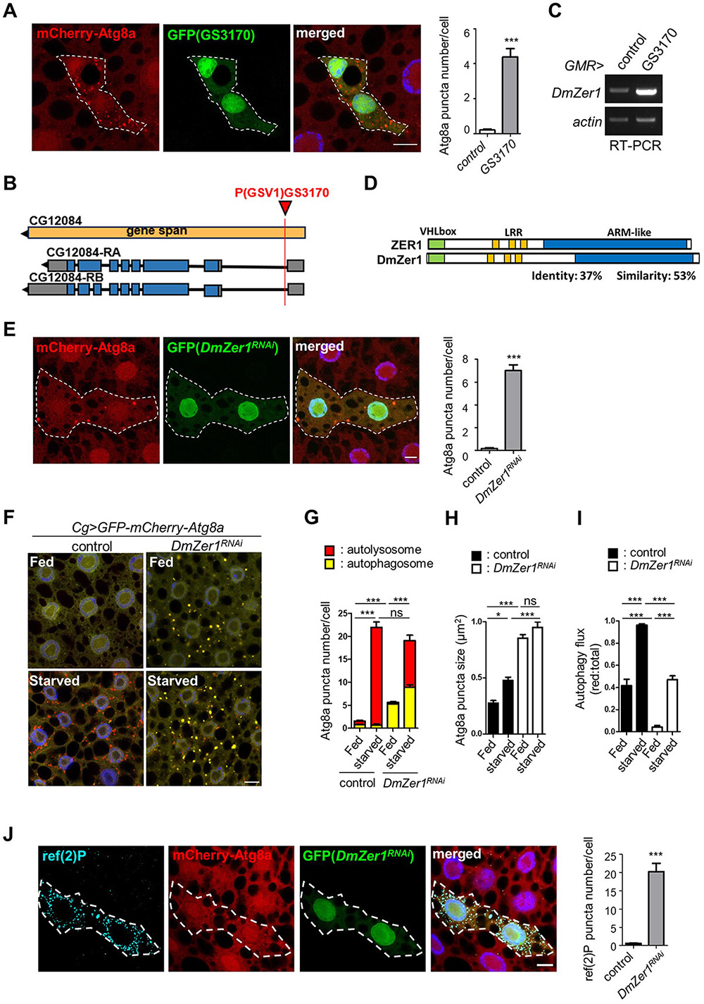 The Drosophila ZER1 homolog interacts with ref(2)P to regulate autophagy and Keap1-cnc/NFE2L2/Nrf2-mediated oxidative stress