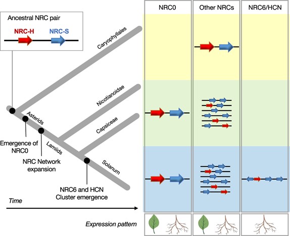 The Defense of Tomato Roots: A Specialized NLR Gene Cluster Against Nematodes