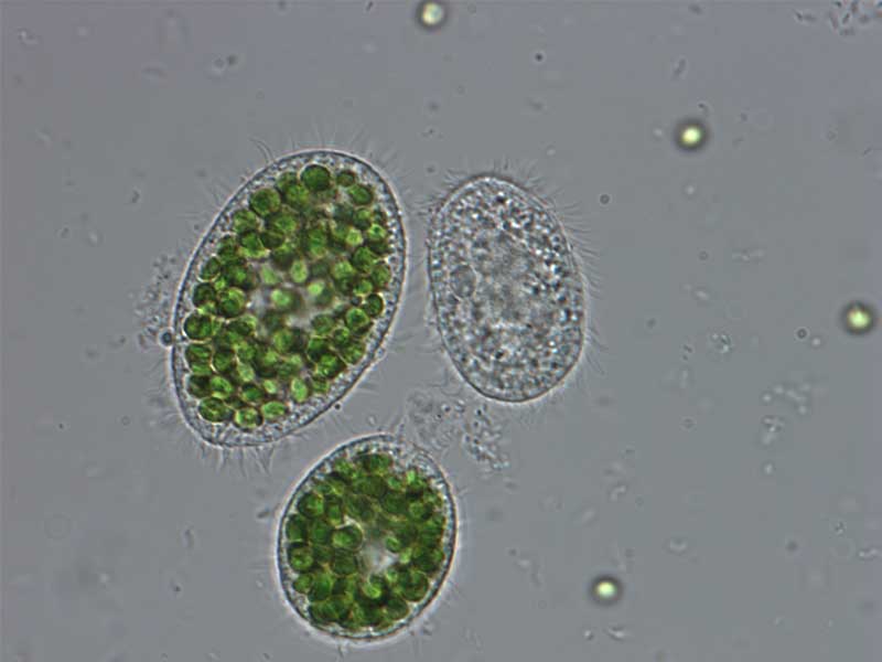 Environment-dependent mutualism–parasitism transitions in the incipient symbiosis between Tetrahymena utriculariae and Micractinium tetrahymenae