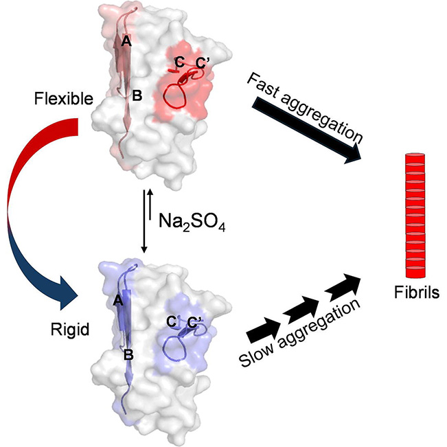 Dimer dissociation and aggregation hot-spot exposure synergistically accelerate light chain variable domain aggregation associated with AL amyloidosis