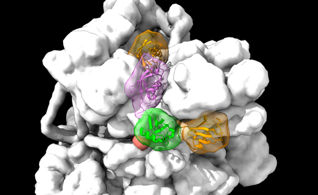 Structural basis of K11/K48-branched ubiquitin chain recognition by the human 26S proteasome