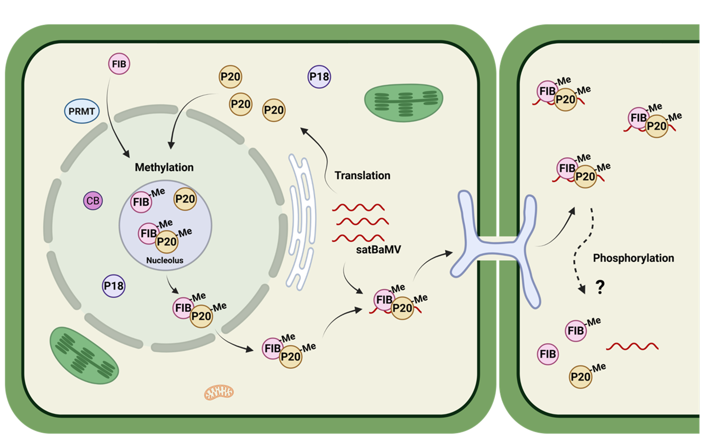 Fibrillarin Methylates a Movement Protein to Help Satellite RNA Trafficking in Plants