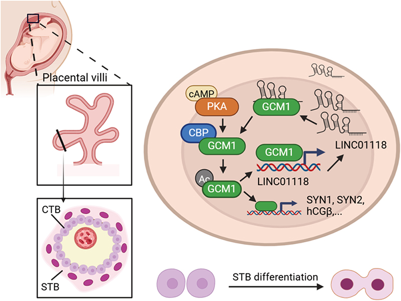 Functional Interaction of GCM1 and LINC01118 Regulates Syncytiotrophoblast Differentiation