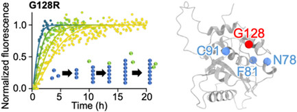 Characterization of BRCA1-Associated Protein-1 (BAP1) Aggregation Properties Induced by Cancer-Associated Mutations