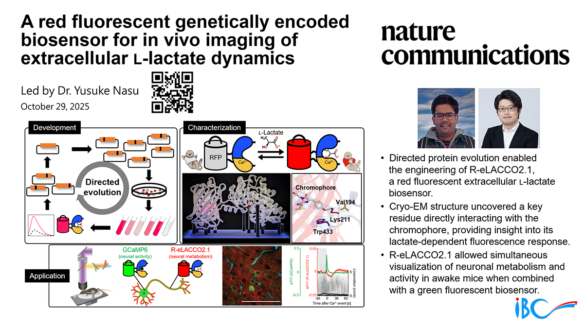 A red fluorescent genetically encoded biosensor for in vivo imaging of extracellular L-lactate dynamics
