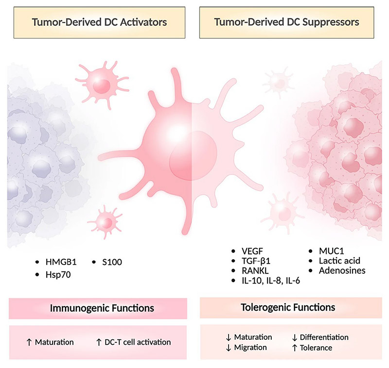 Innovative gene engineering and drug delivery systems for dendritic cells in cancer immunotherapy