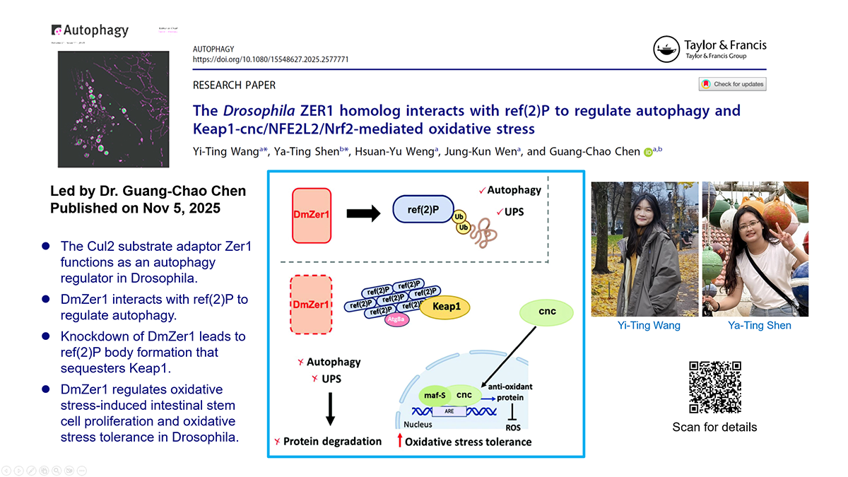 The Drosophila ZER1 homolog interacts with ref(2)P to regulate autophagy and Keap1-cnc/NFE2L2/Nrf2-mediated oxidative stress