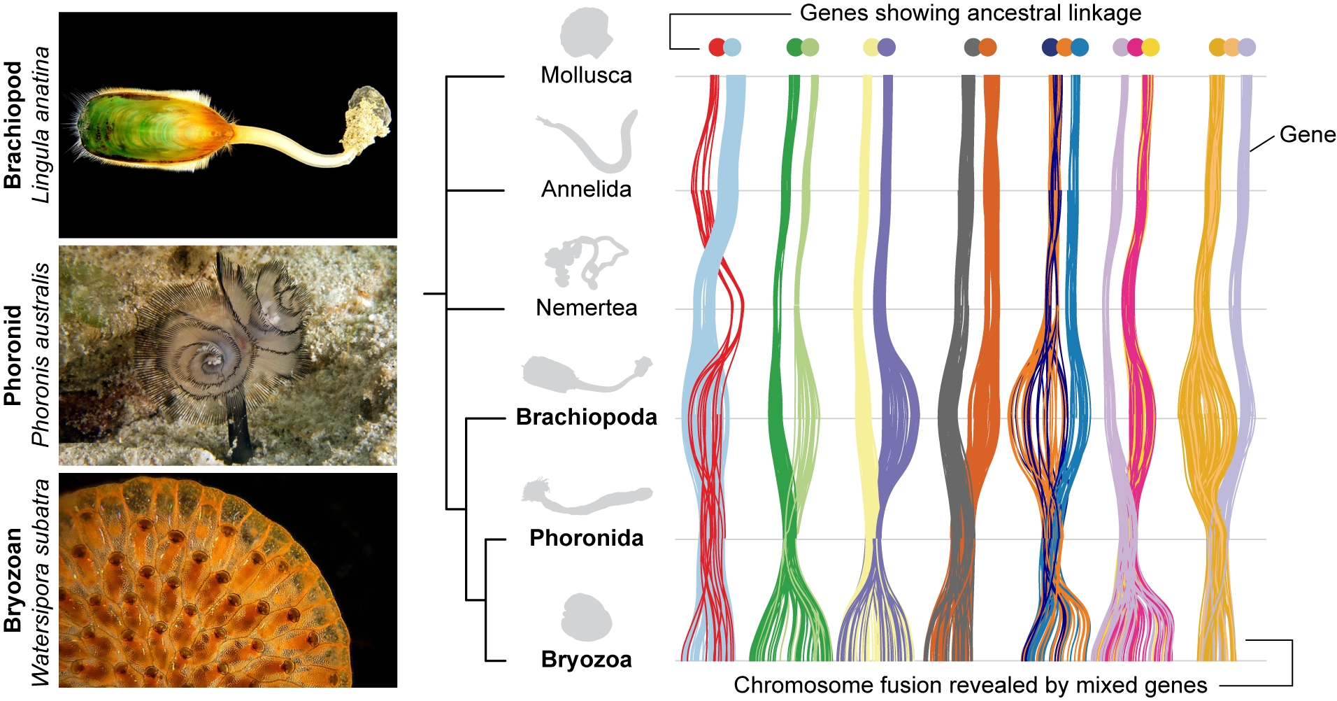 解開百年動物演化之謎：基因體結構揭示箒蟲與苔蘚蟲的親緣關係