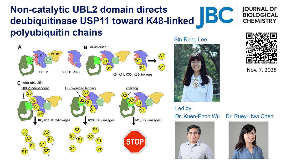 Non-catalytic UBL2 domain directs deubiquitinase USP11 toward K48-linked polyubiquitin chains