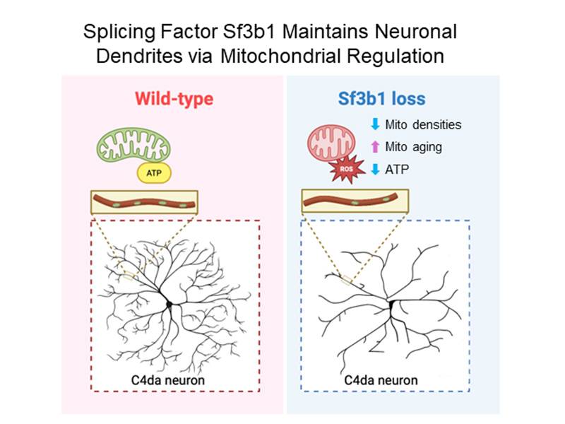 Splicing factor Sf3b1 facilitates maintenance of neuronal dendrites by modulating mitochondrial health