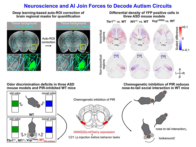 Shared and divergent alteration of whole-brain connectivity and sensory deficits in multiple autism mouse models