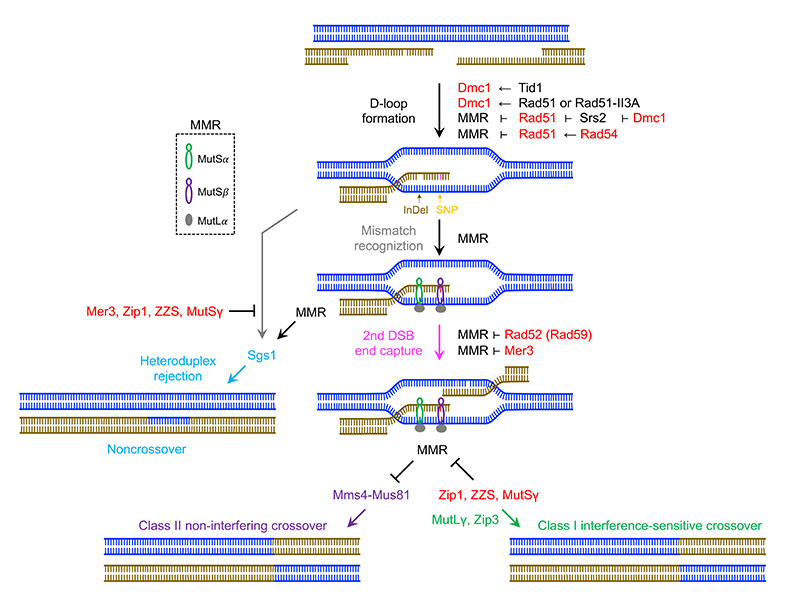 Homologous recombination counteracts mismatch repair to promote fertility and genetic diversity