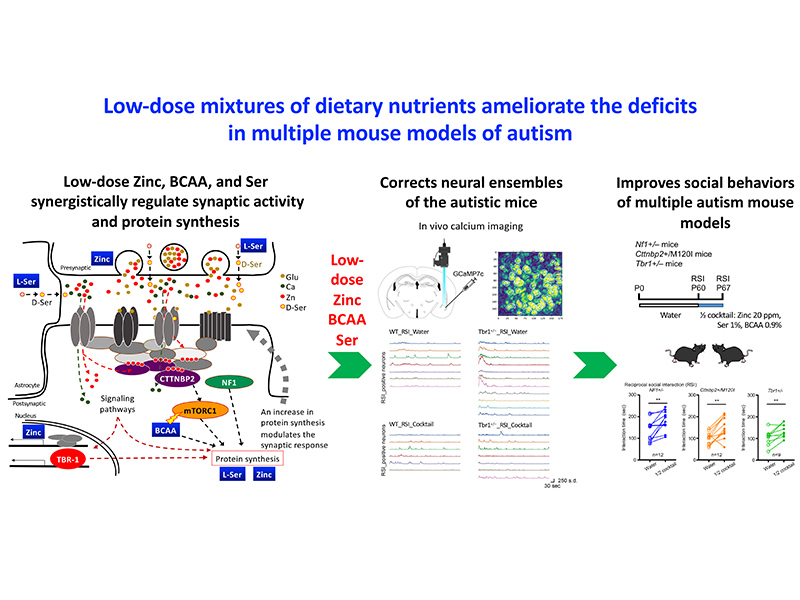 Development and Characterization of EGCG-Loaded TPGS/Poloxamer 407 Micelles with Evaluation of In Vitro Drug Release and In Vivo Pharmacokinetics and Tolerability Observations Following Oral Administration