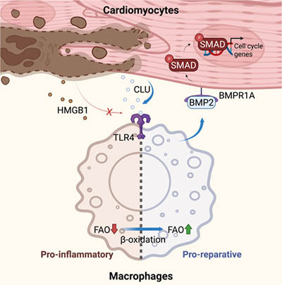 When the heart calls for help: Clusterin reprograms immunity to enable regeneration