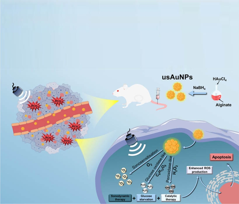 Ultrasmall Gold Nanoparticles as "Three-in-One" Enzyme-Mimicking Nanocatalysts for Combined Sonodynamic/Catalytic Therapy in Breast Cancer