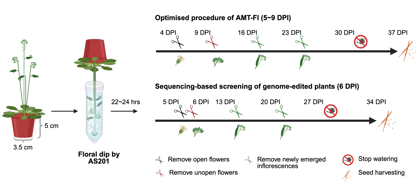 花期選擇與免疫迴避增進農桿菌介導轉殖及基因編輯效率
