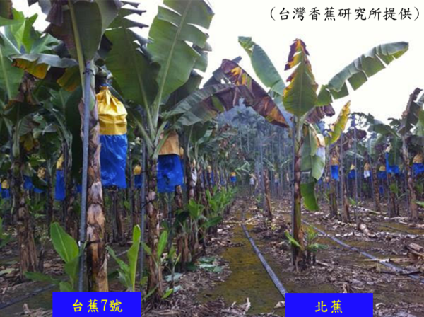 染色體缺失解鎖台灣香蕉黃葉病抗性