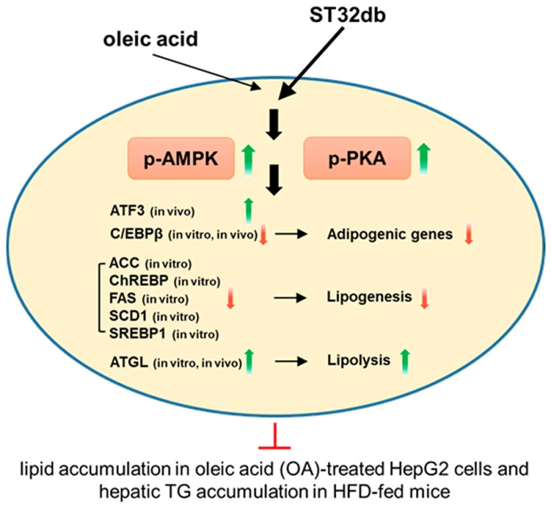An ATF3 Inducer Ameliorates Metabolic Dysfunction-Associated Steatotic Liver Disease Through the AMPK and PKA Pathways