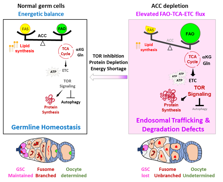 能量算得剛剛好，才能生出一顆好卵子
