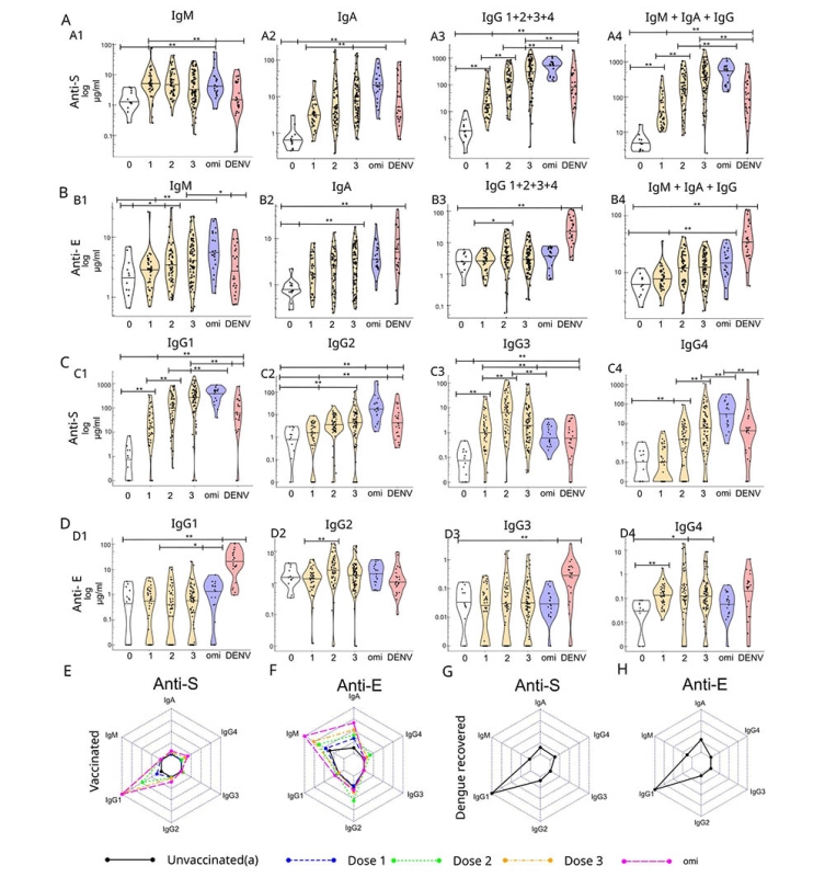 COVID-19 vaccination induces cross-reactive dengue virus antibodies with altered isotype profiles and in vitro antibody-dependent enhancement