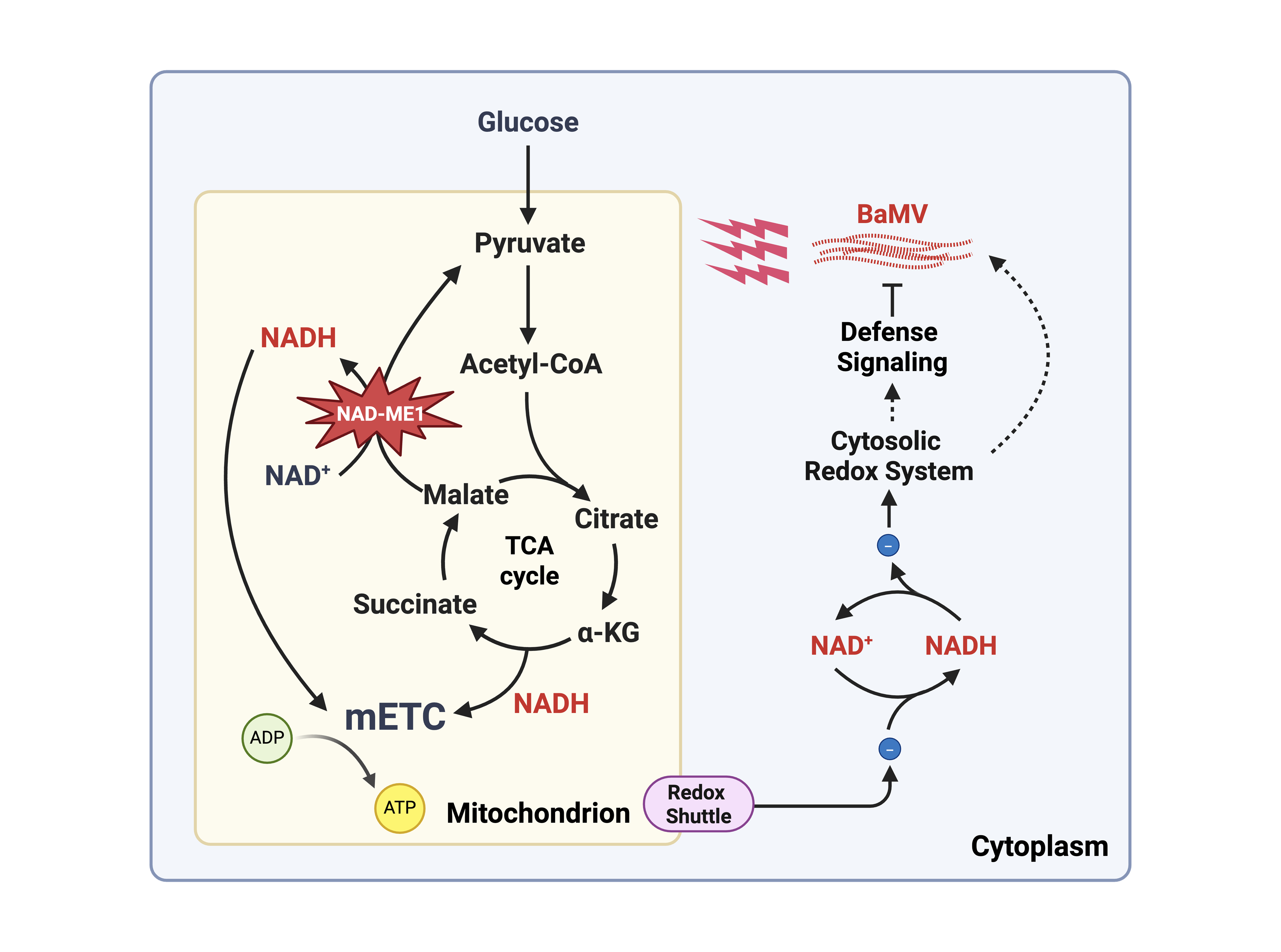 Bamboo mosaic virus-induced metabolic reprogramming engages mitochondrial  function to regulate redox homeostasis and defense responses in Nicotiana benthamiana