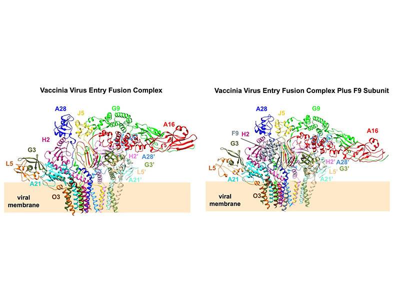 Cryo-EM structure of the vaccinia virus entry fusion complex reveals a multicomponent fusion machinery