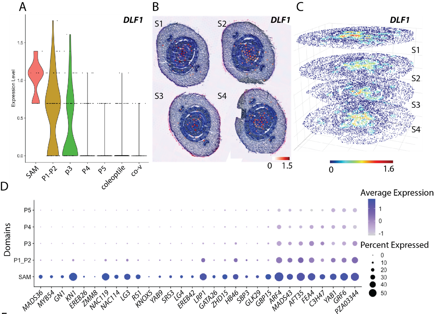 Serial Spatial Transcriptomes Reveal Regulatory Transitions in Maize Leaf
