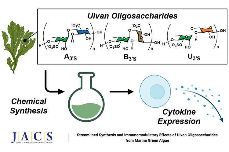 Streamlined Synthesis and Immunomodulatory Effects of Ulvan Oligosaccharides from Marine Green Algae