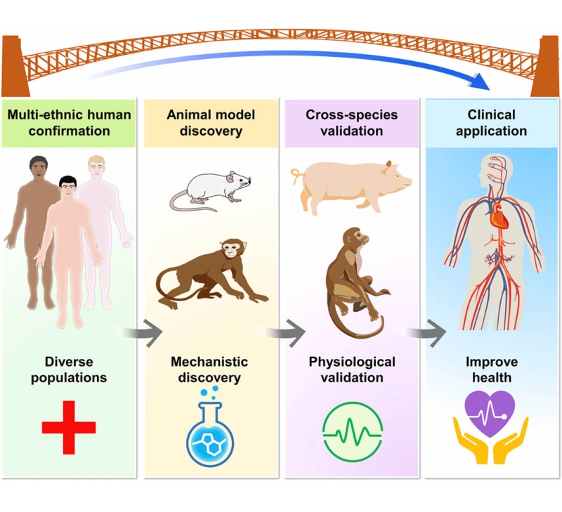 Comparative insights into the gut-heart axis: cross-species and cross-population perspectives