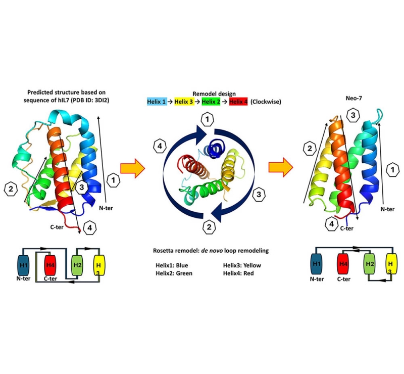 Targeted computational design of an interleukin-7 superkine with enhanced folding efficiency and immunotherapeutic efficacy