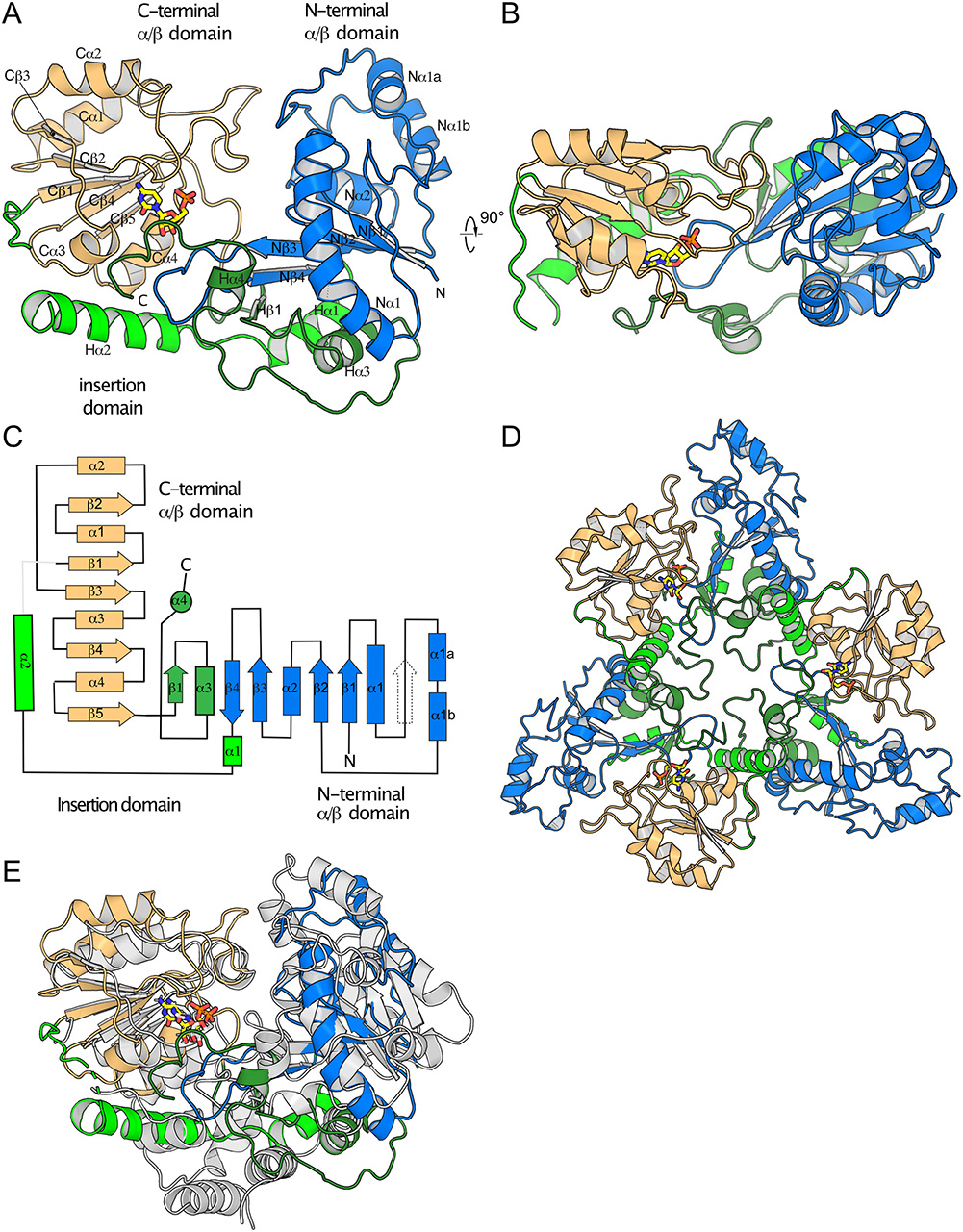 The retaining Kdo transferase that synthesizes Escherichia coli K13 capsule is deeply divergent from structurally homologous enzymes
