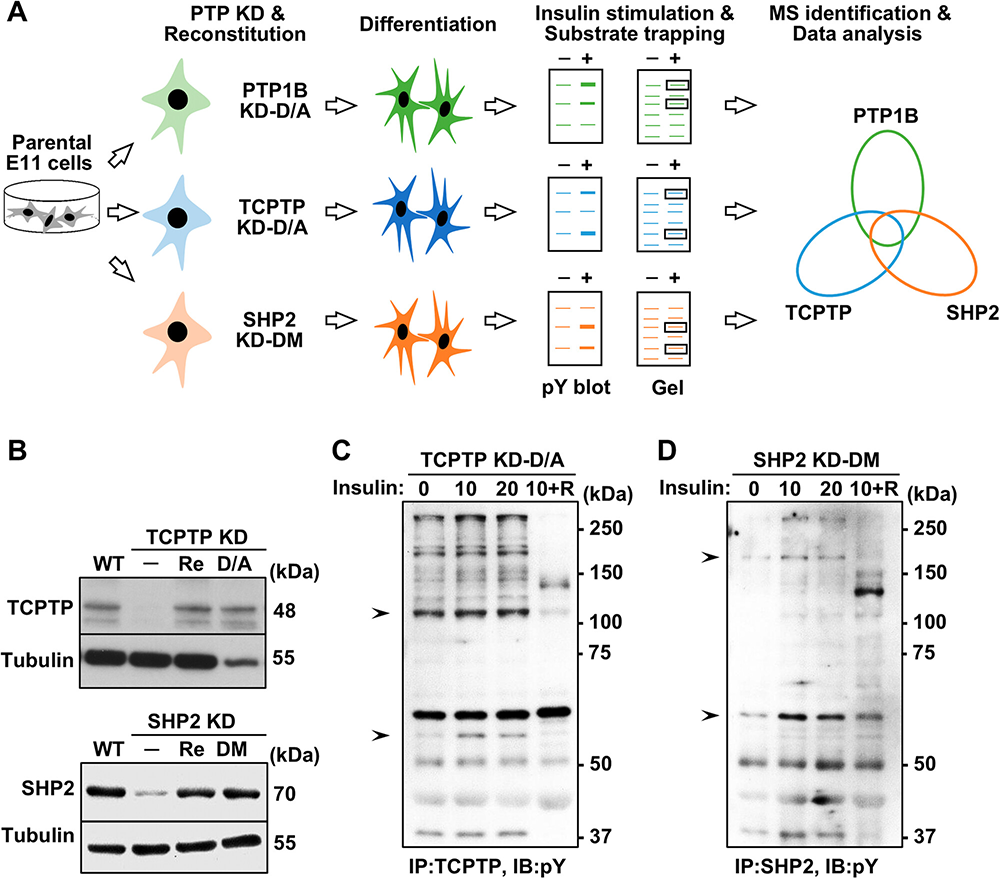 Mapping of PTP1B, TCPTP, SHP2, and Putative Substrates Reveals Novel Networks in Glomerular Podocytes