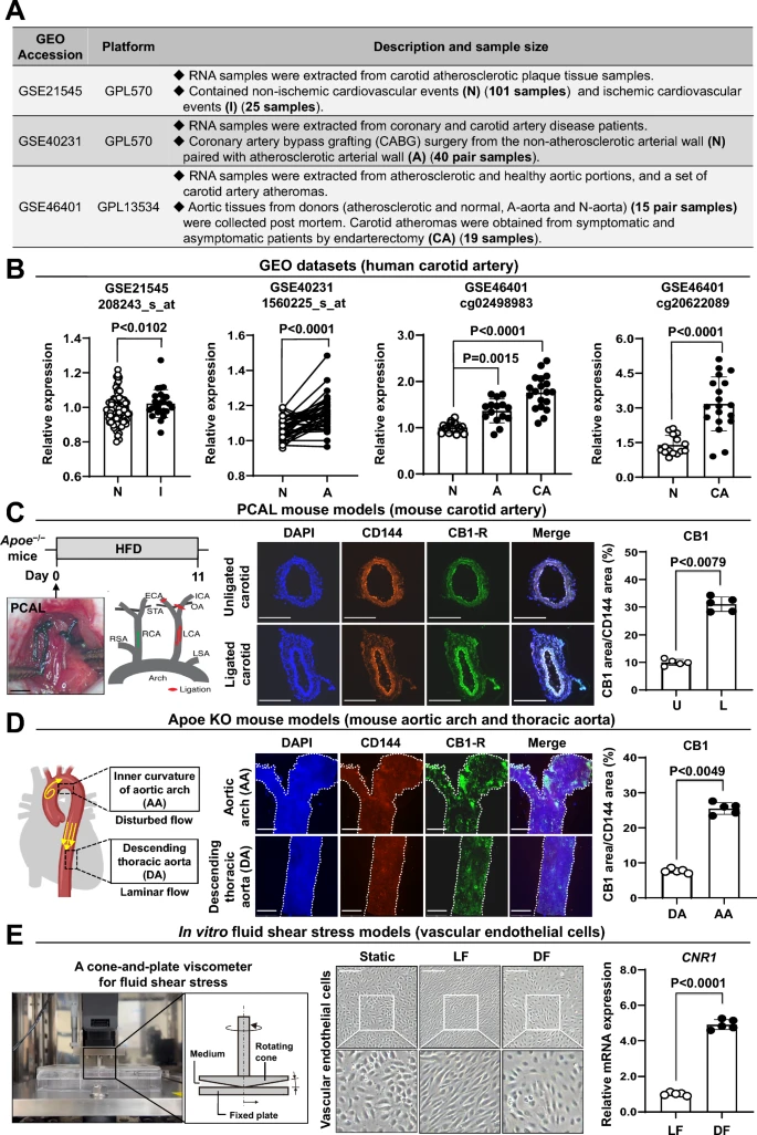 Targeting mechanosensitive cannabinoid receptor 1 with isoflavone prodrugs attenuates atherosclerotic endothelial dysfunction