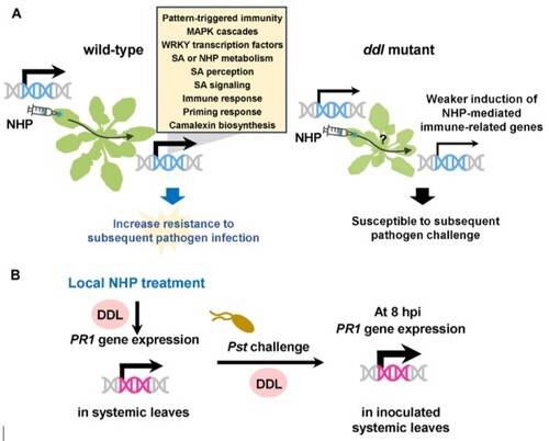 N-羥基哌啶酸介導訊息傳遞及抗性需要