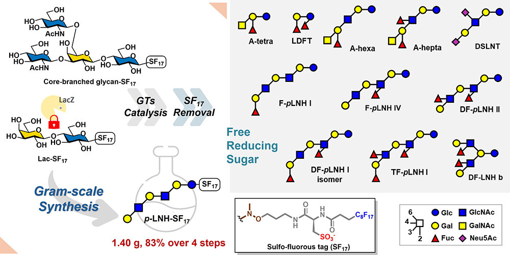 Scalable Enzymatic Synthesis of Free-Reducing Human Milk Oligosaccharides via a β-Galactosidase-Resistant Tagging Strategy