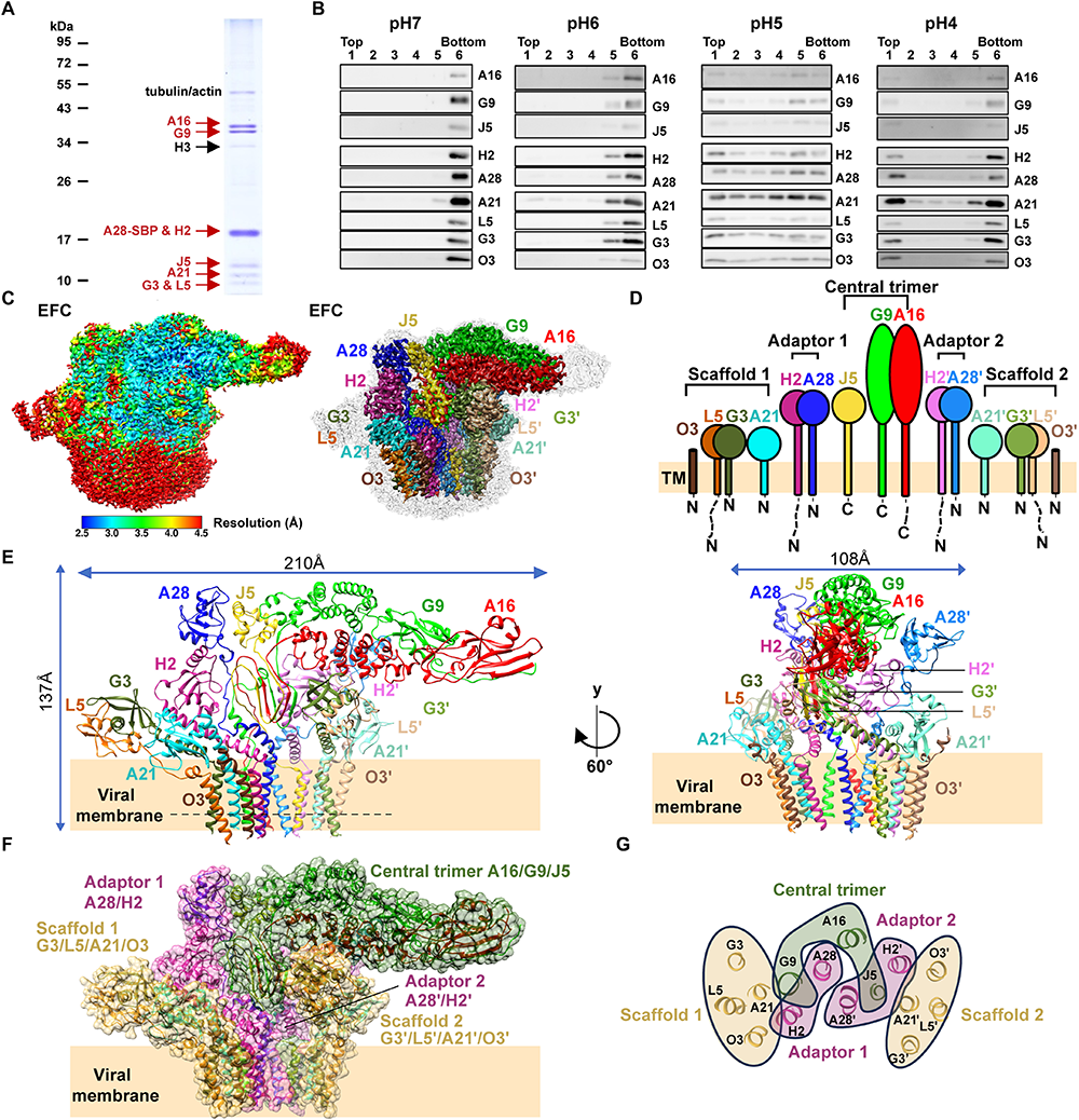 Cryo-EM structure of the vaccinia virus entry fusion complex reveals a multicomponent fusion machinery