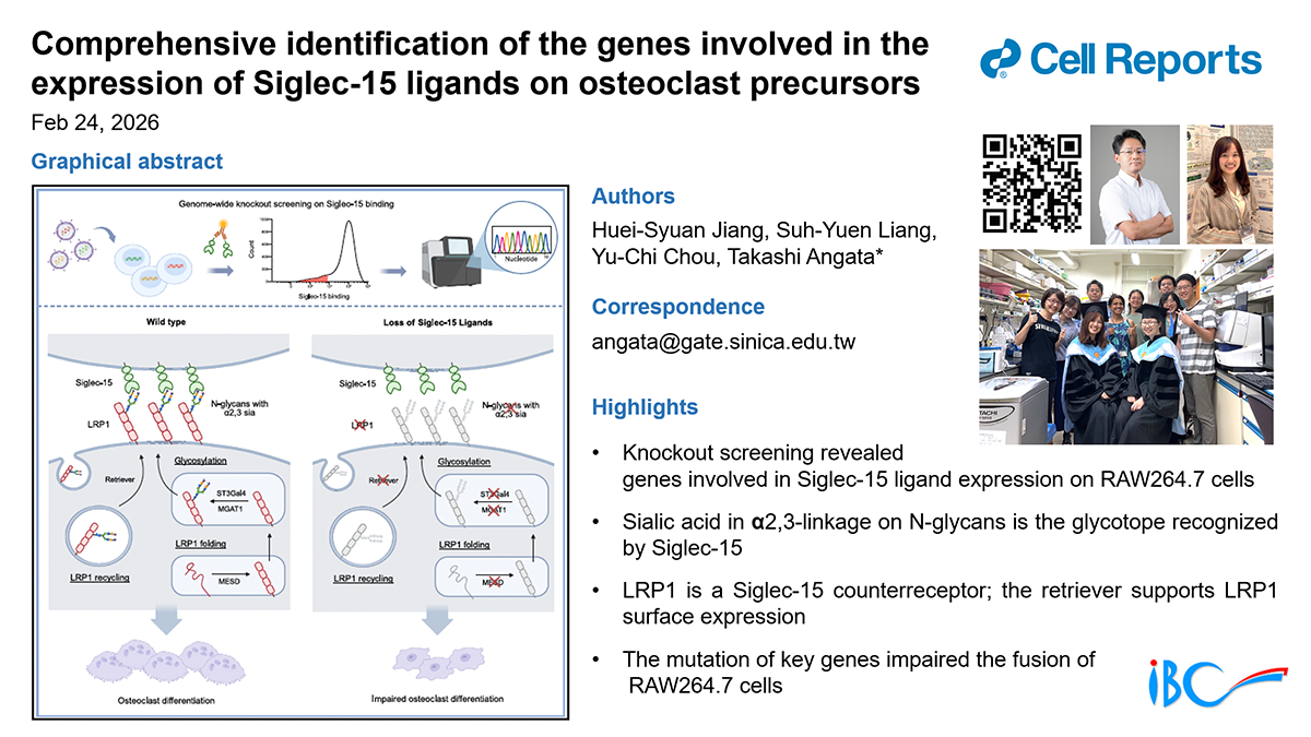 Comprehensive identification of the genes involved in the expression of Siglec-15 ligands on osteoclast precursors