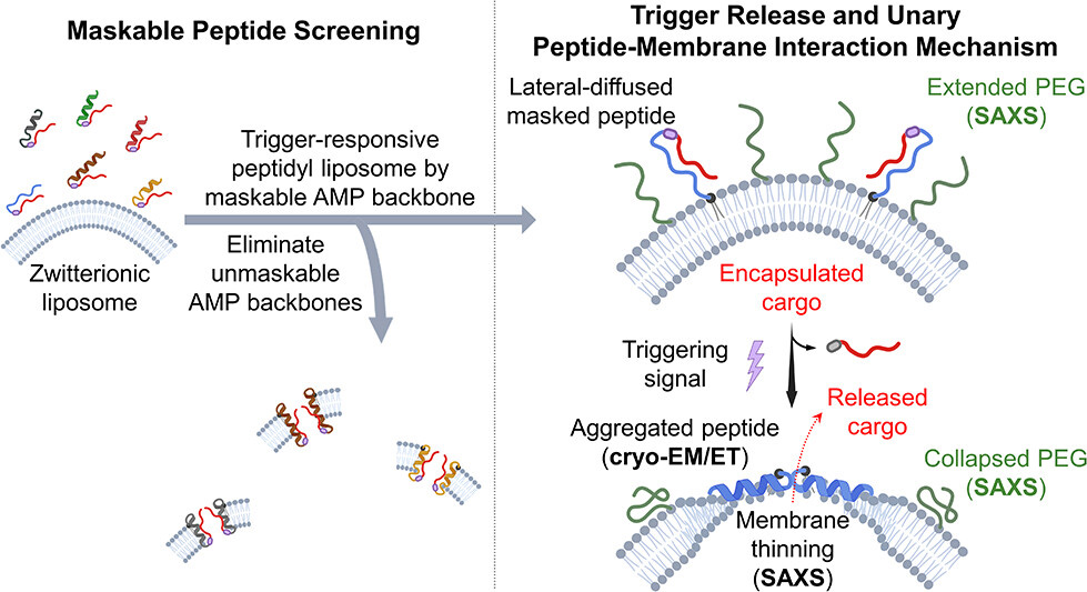 Mechanistic Insights into Unary Peptide-Membrane Interactions Enable Stable Encapsulation and Trigger-Responsive Peptidyl Liposomes