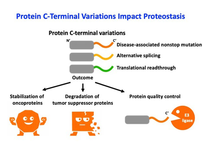 Protein C-Terminal Variations Impact Proteostasis