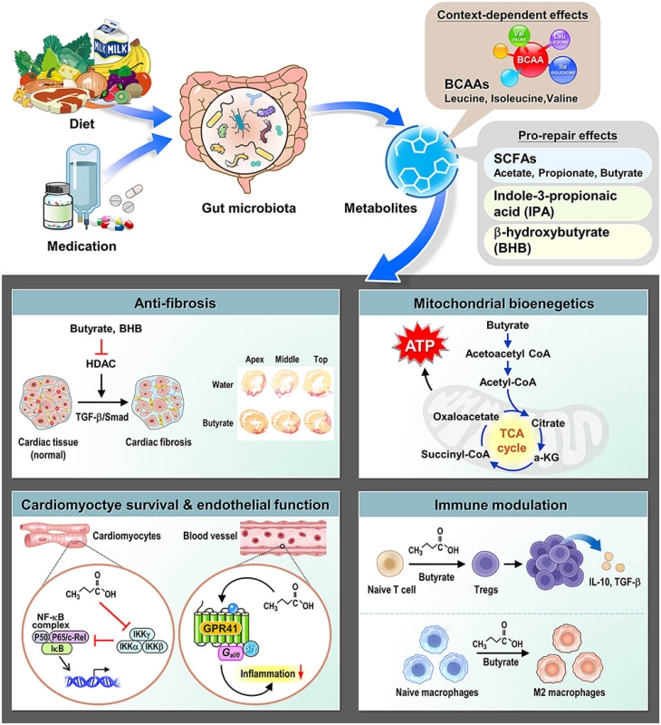Gut-Heart Axis in Myocardial Repair: Mechanisms, Cross-Organ Networks, and Therapeutic Opportunities
