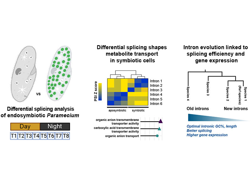 Splicing regulation and intron evolution in the short-intron ciliate model of endosymbiosis Paramecium bursaria