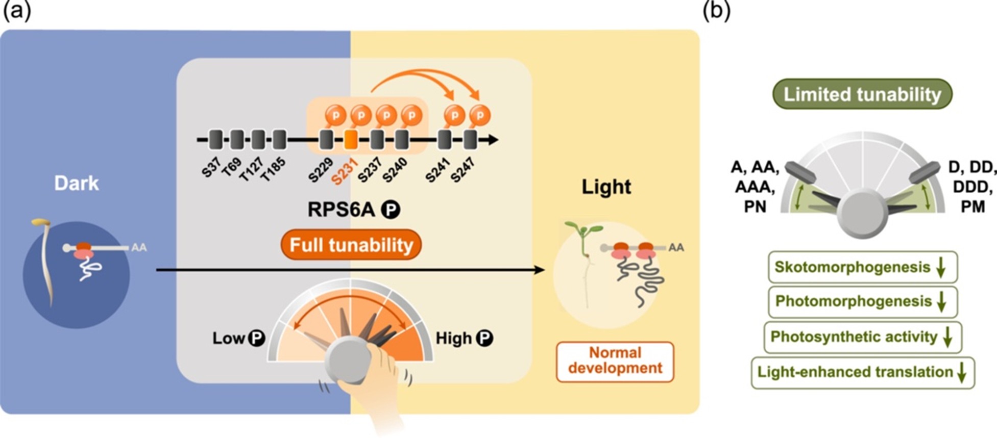 動態、可調式的核糖體蛋白質磷酸化確保植物幼苗光形態發育