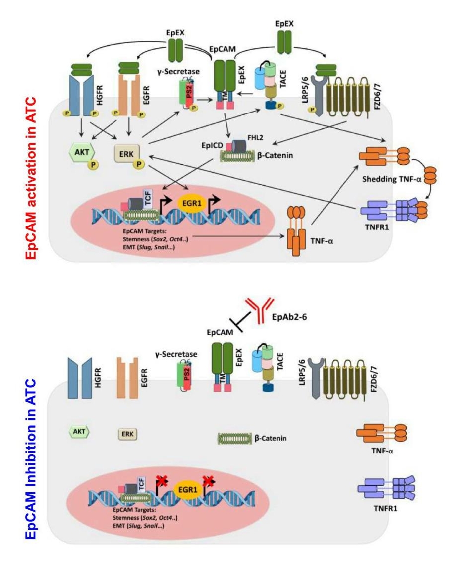 上皮黏著分子(EpCAM)透過活化ERK-EGR1訊息傳遞軸促進TNF-α誘導之未分化型甲狀腺癌進展