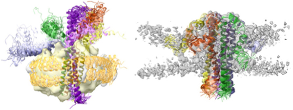 Pentameric Architecture of the SARS-CoV-2 Envelope Protein Revealed by SEC-MALS, Cryo-EM, and Molecular Dynamics