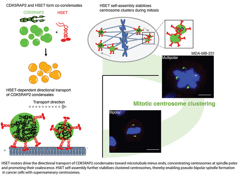 Cell Cycle-Specific Regulation of Centrosome Clustering Dynamics in Cancer Cells by the Multifunctional Kinesin HSET